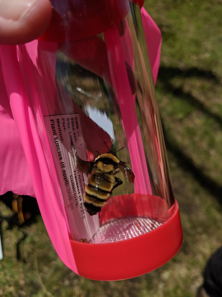 Bombus-Borealis bee caught in the Arboretum