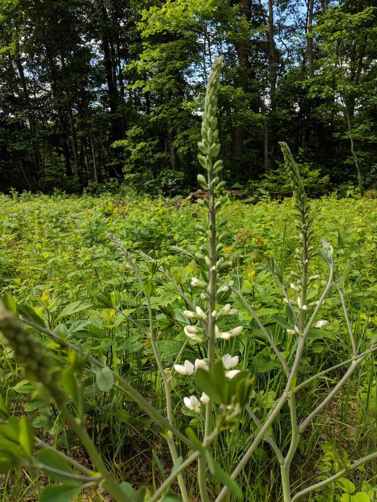 Native baptista plant on the Powerline Trail in the Arboretum