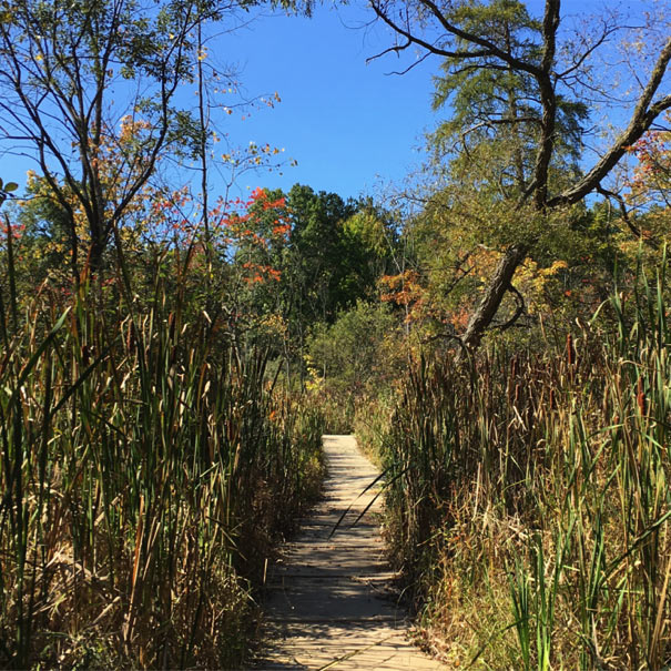 Wetland Boardwalk at the Lillian Anderson Arboretum in late summer