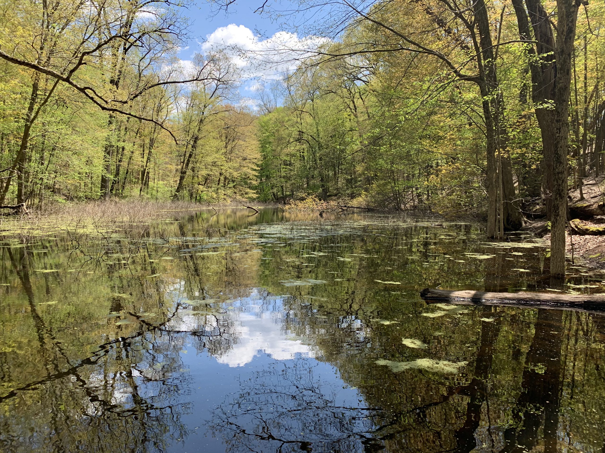 pond with reflections