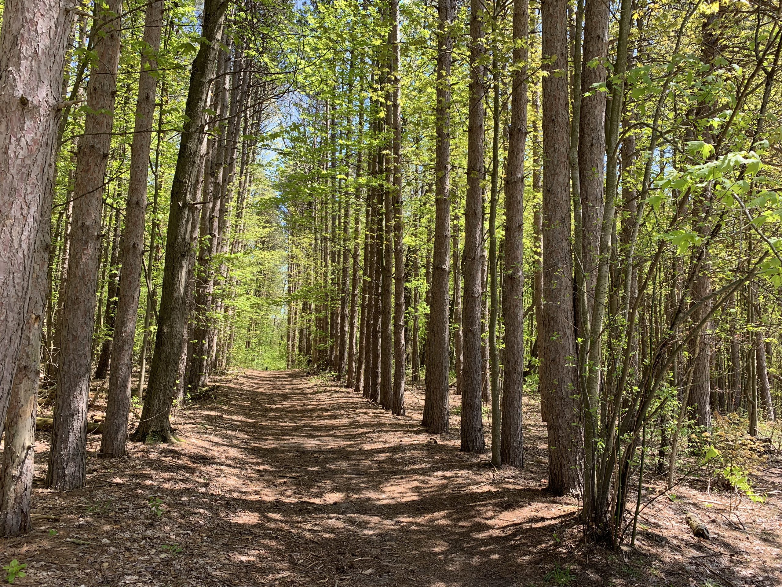 not so magnificent pines trail