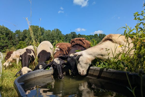 Summer Fellowships 2025: Summer Shepherding With Tending Tilth