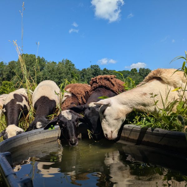 Summer Fellowships 2025: Summer Shepherding With Tending Tilth