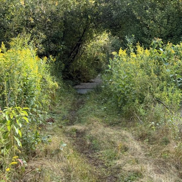Summer Fellowships 2025: Using Tread Management to Combat Against Trail Erosion