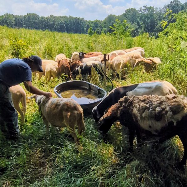 Paid Summer Position Tending Sheep!