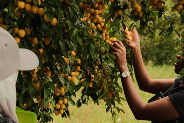 Summer Fellowships 2025: Sustainable Development Academy at the University of Potsdam