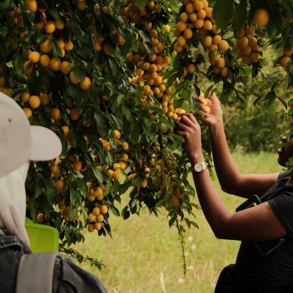 Summer Fellowships 2025: Sustainable Development Academy at the University of Potsdam