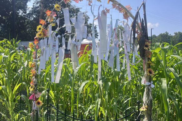 Summer Fellowships 2025: A Radiant Summer of Dirt, Bugs, and Sweat!