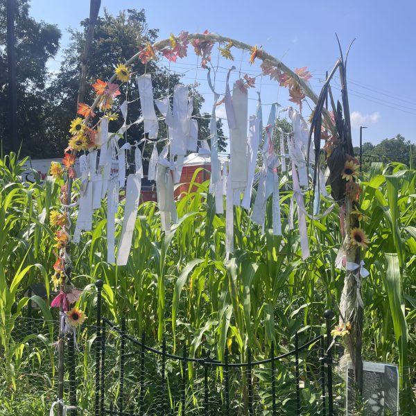 Summer Fellowships 2025: A Radiant Summer of Dirt, Bugs, and Sweat!