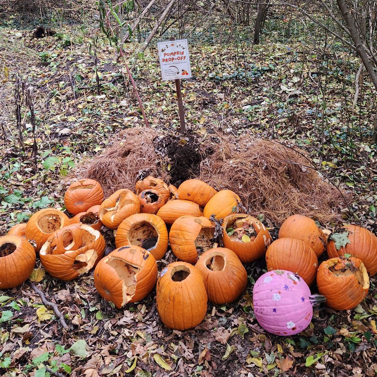 Pumpkin drop-off site in the Grove