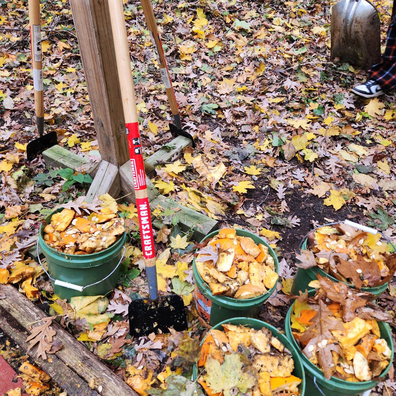 Pumpkins in buckets at the chopping station