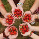 Hands holding freshly picked strawberries