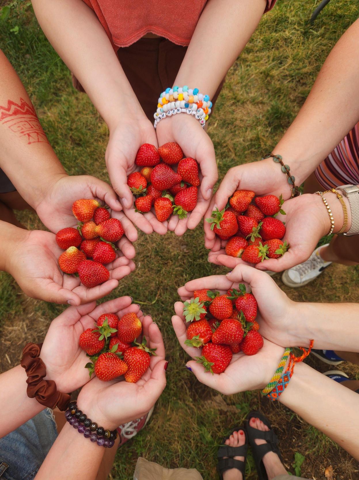 Hands holding freshly picked strawberries