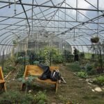 Inside a hoop house garden
