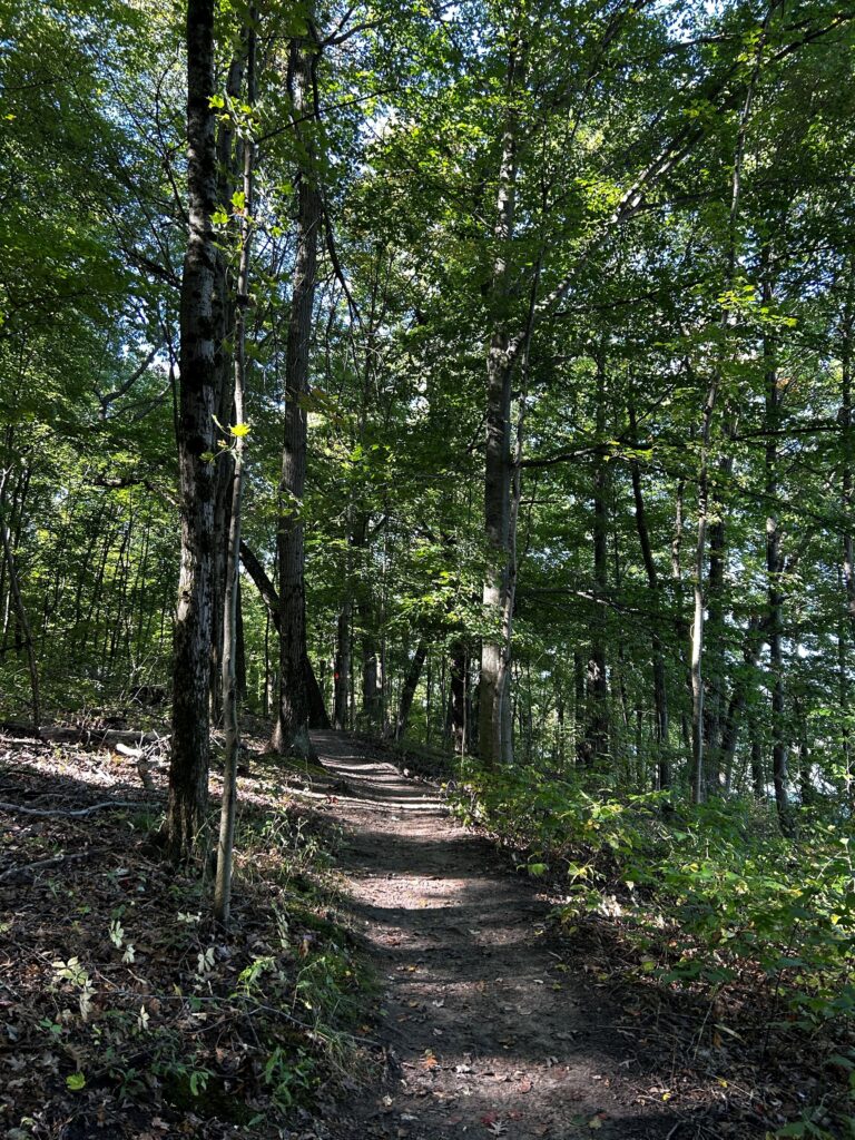 Trail through the woods