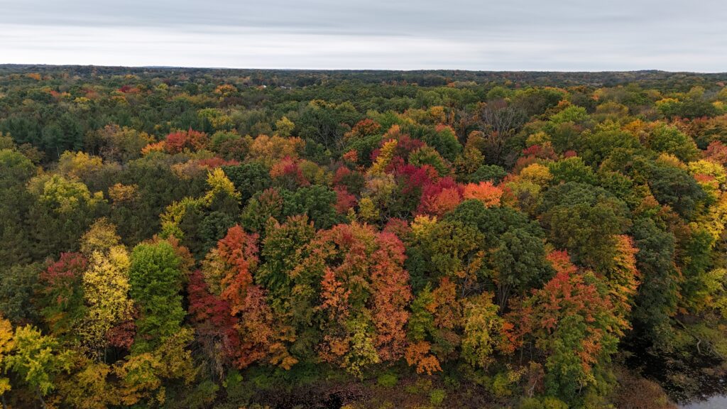 colorful trees