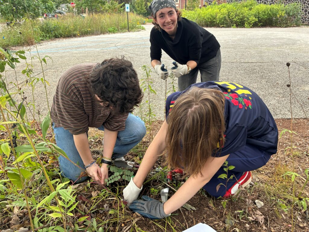 Students weeding in a prairie garden