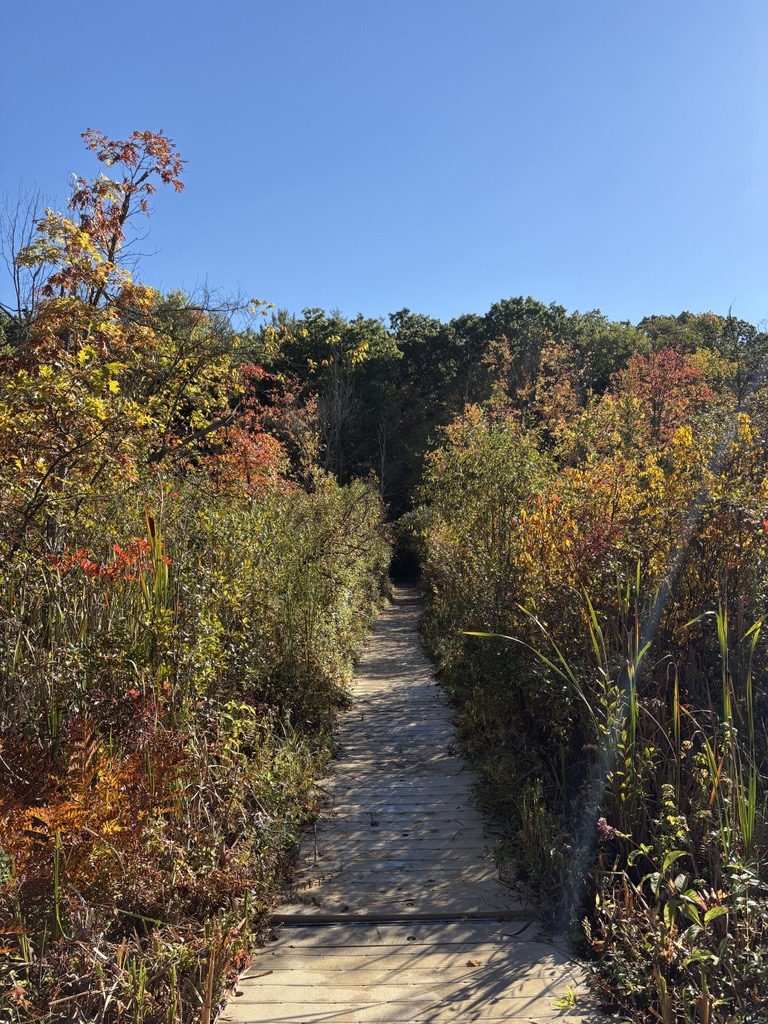 boardwalk through a wetland with fall colors